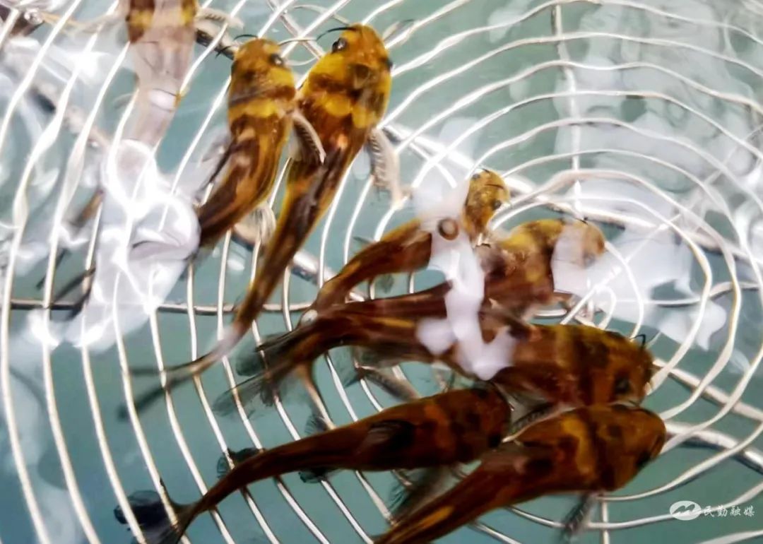 “沙窝窝”里养出“致富鱼”——民勤县红旗谷现代智慧农业示范园引进高密度智慧养鱼项目打开致富新门路