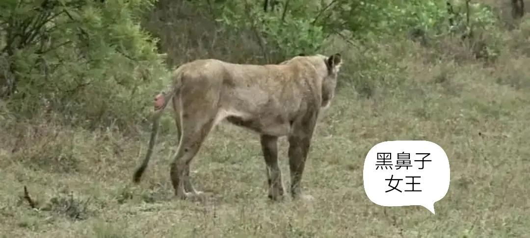 母狮子两副面孔,粉红色的母狮子