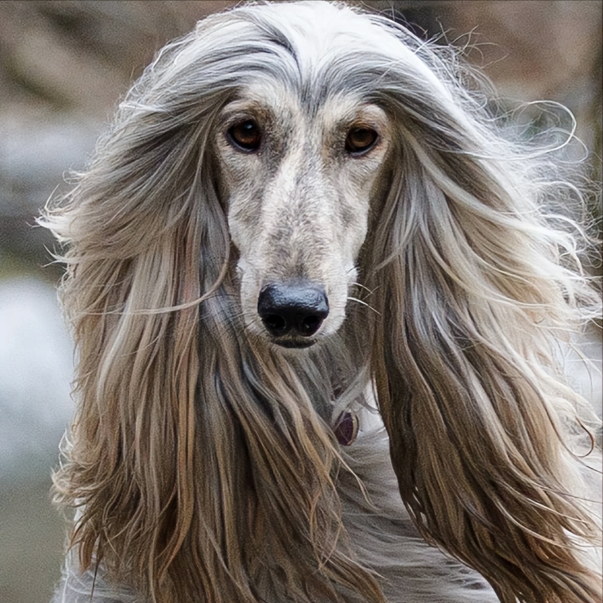 狗界三大颜值天花板,狗狗中颜值最高的是哪一种狗