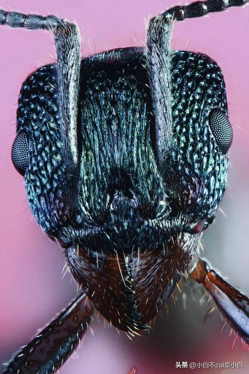 显微镜观察昆虫脸视频,昆虫在显微镜下的真正面目