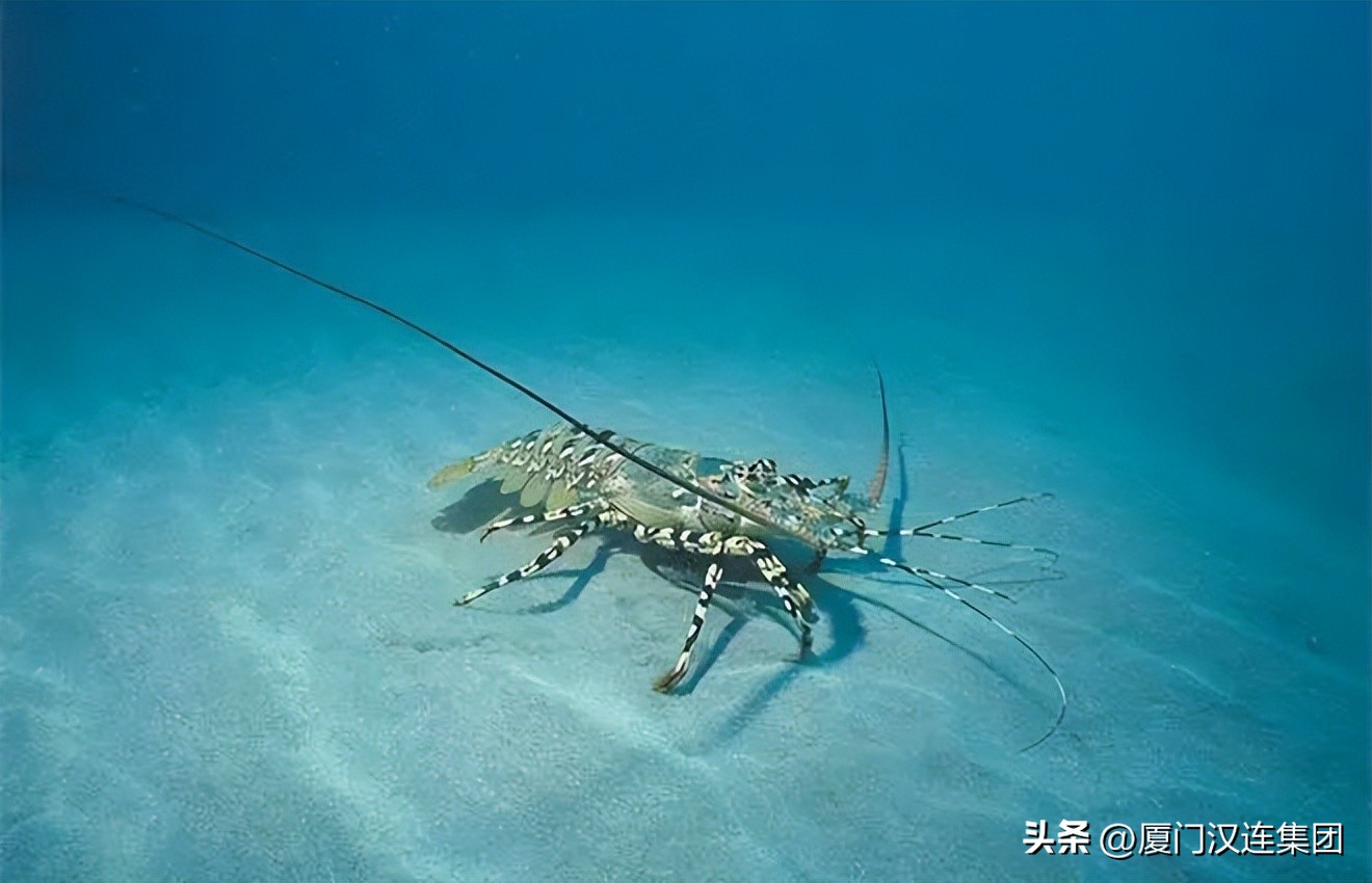 rcep取消91种商品关税,关税征管