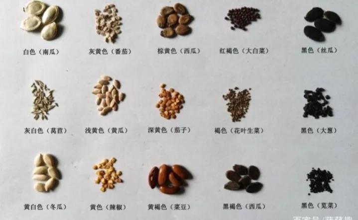 认识植物种子科普,认识各种有趣的植物种子