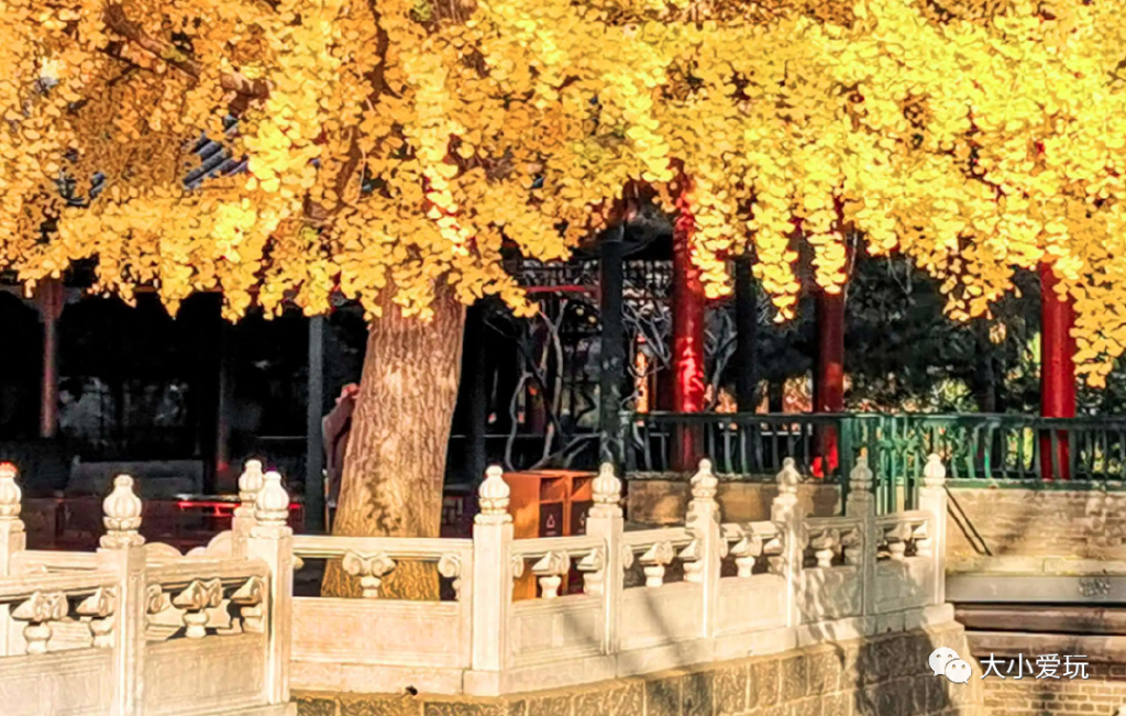 银杏最美的地方,这九个美丽的地方你想去看看吗