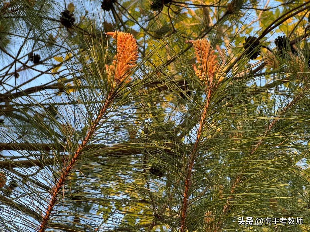 茂盛开花的马尾松,植物专栏蓝花草
