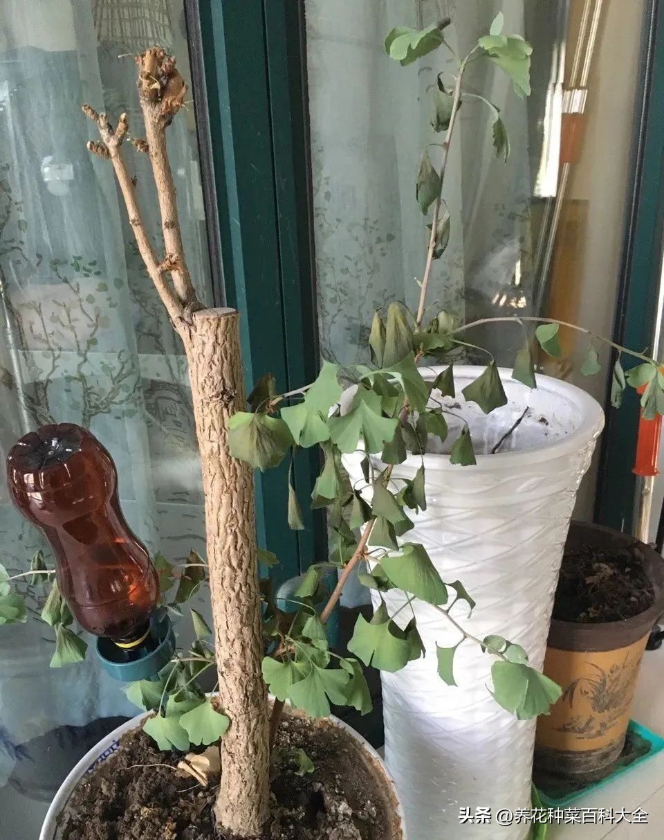 夏季阳光太毒怎么养护月季花,太阳毒怎么能治好呢