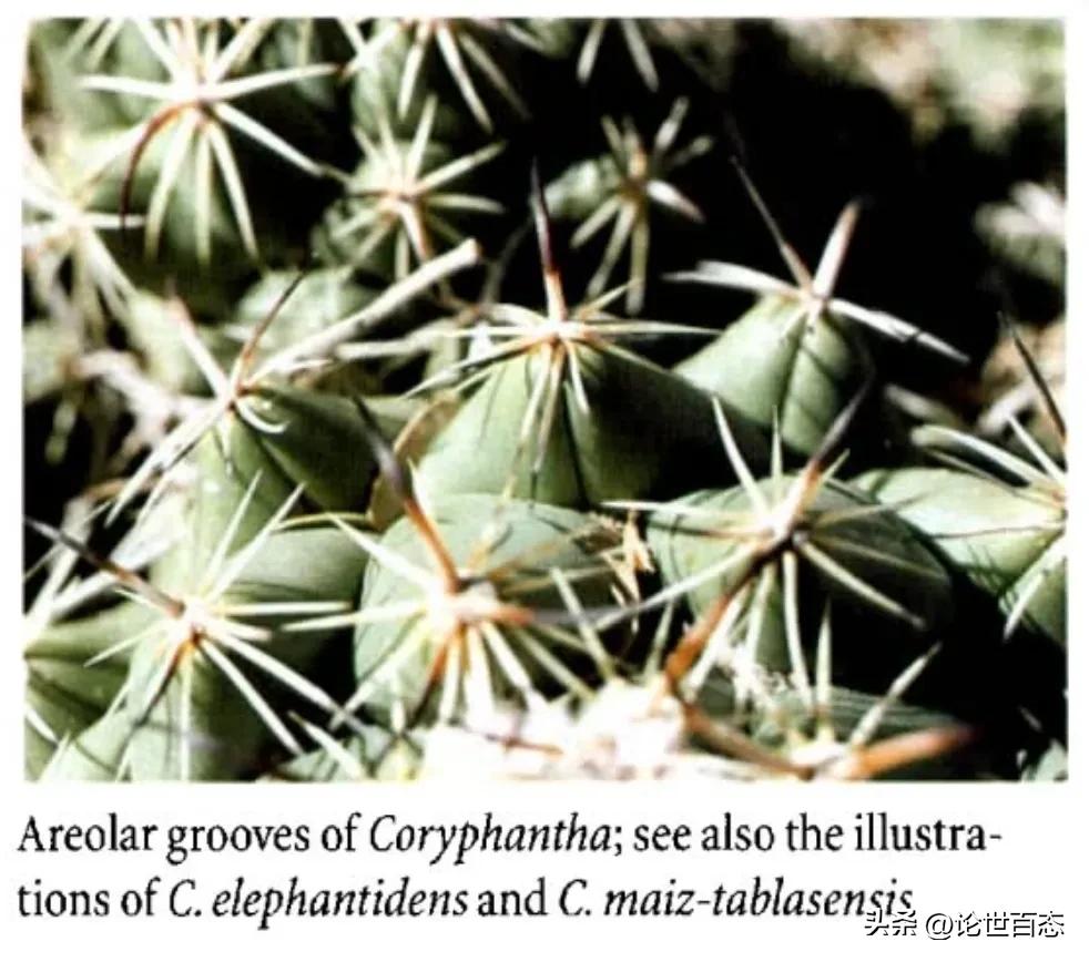 仙人掌科生长范围,仙人掌科的具体分支