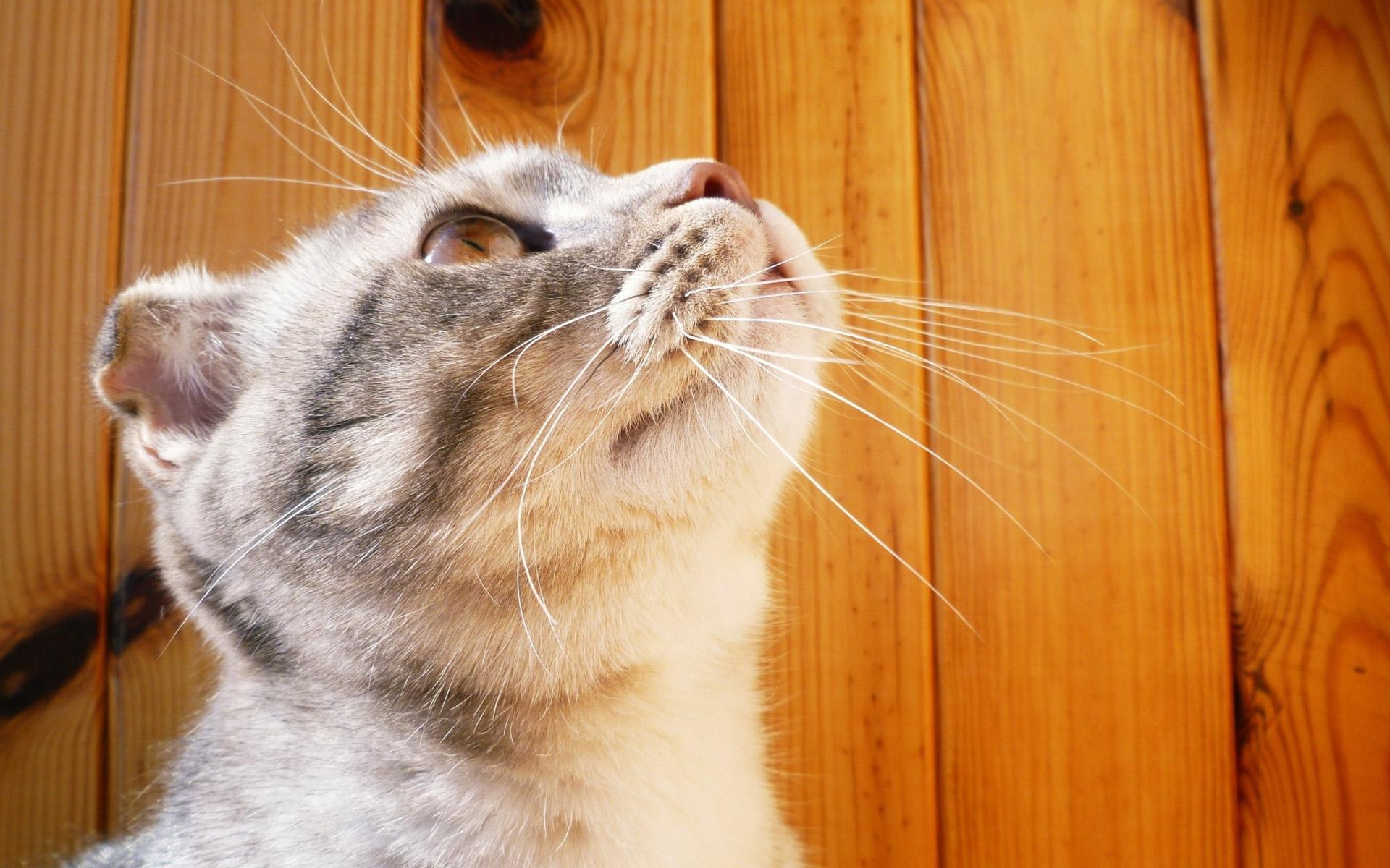 猫咪得了皮肤病怎么护理,猫咪得了皮肤病该怎么办