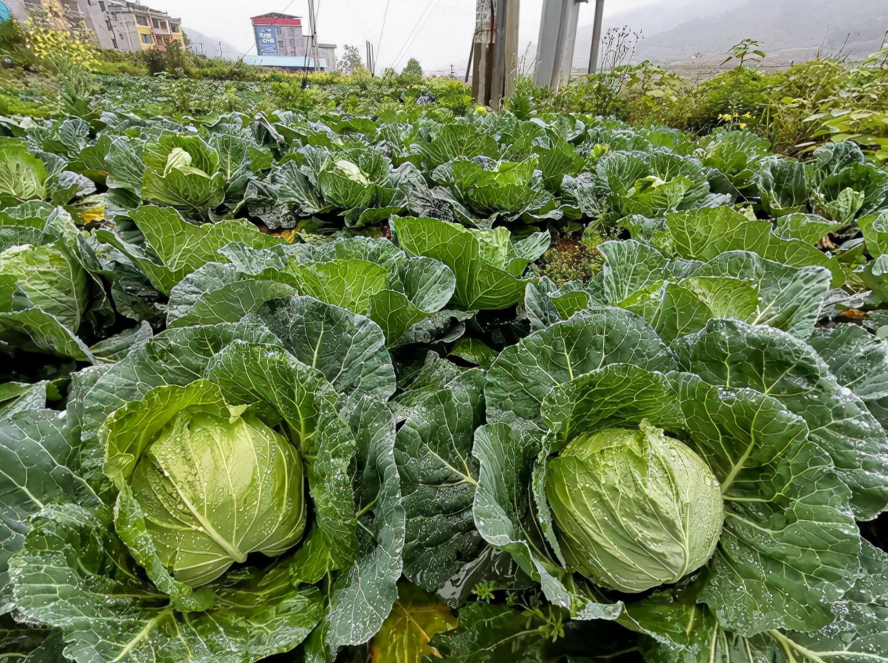 揭秘民间鬼剃头,贵州农村发现鬼剃头