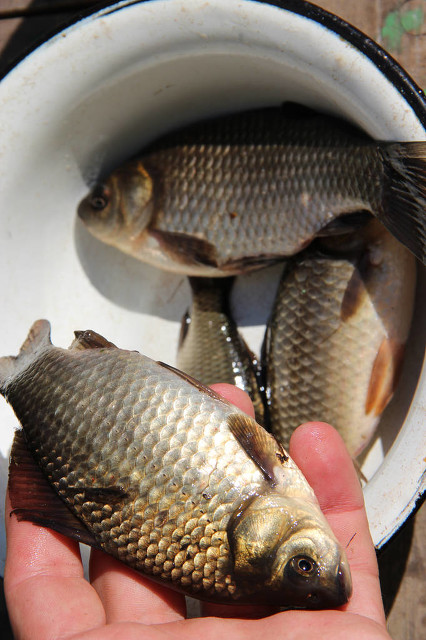 南方冬季野钓什么窝料效果好,冬季野钓罗非鱼饵料配方南方