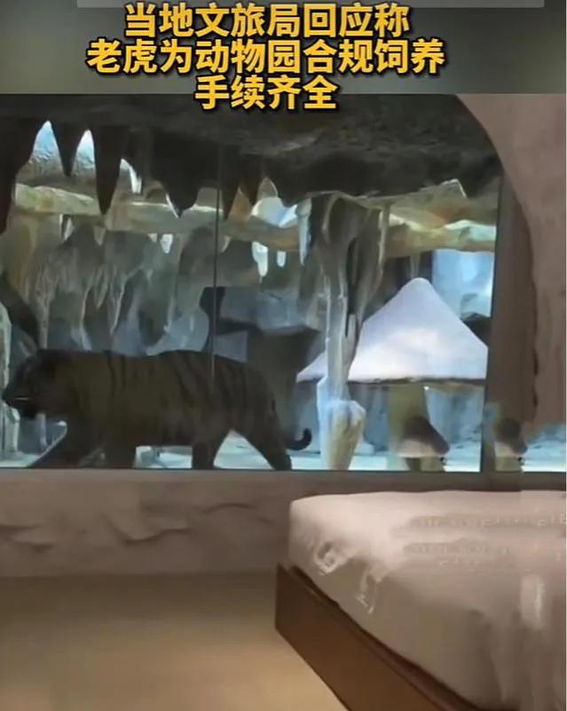 老虎主题酒店江苏南通,一家酒店惊现老虎