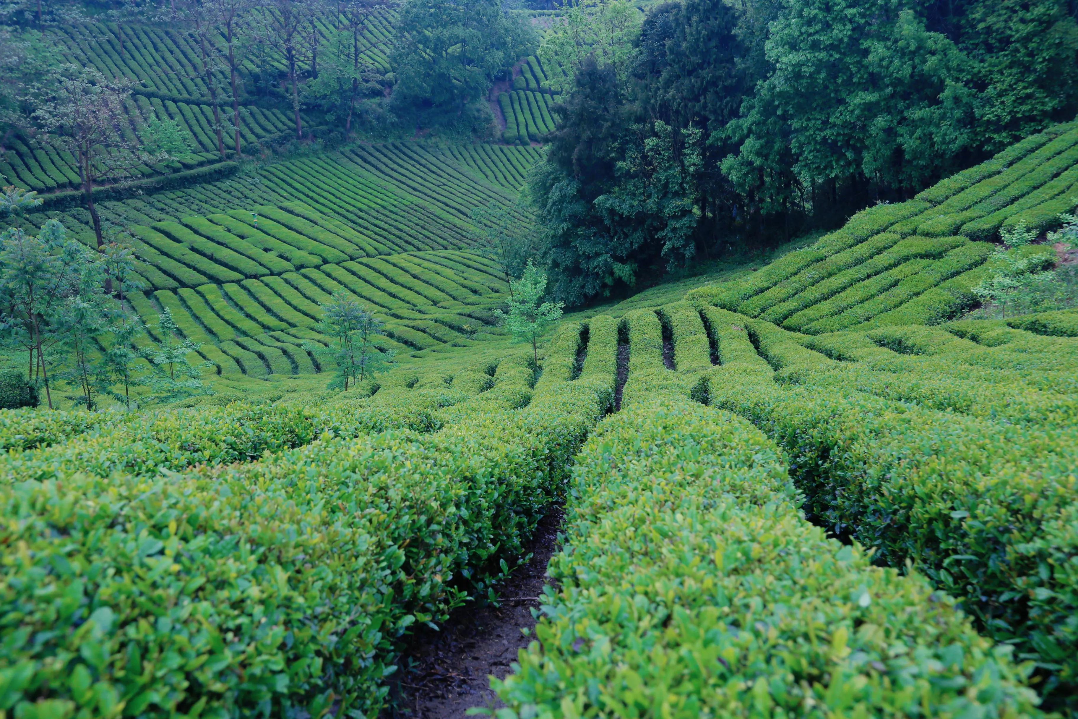 西乡县最美茶乡,西乡最美茶园