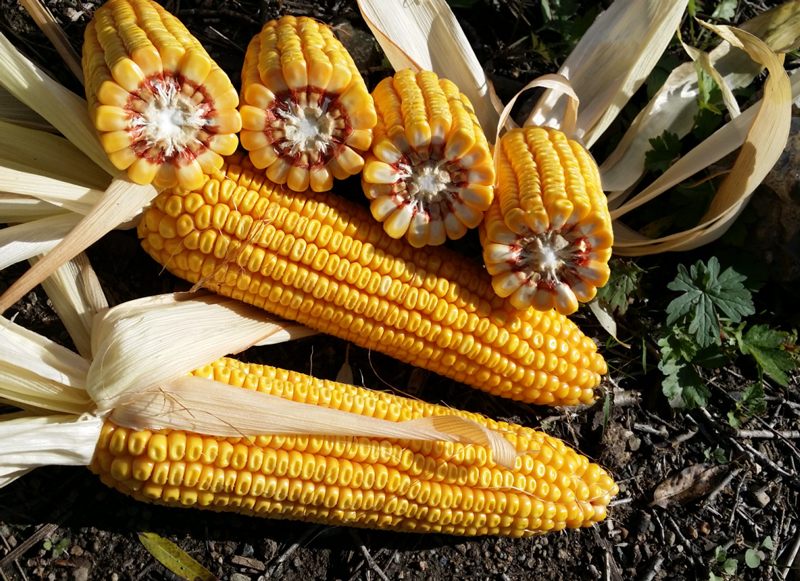 新希望猪饲料今日价格表,猪饲料近期市场行情