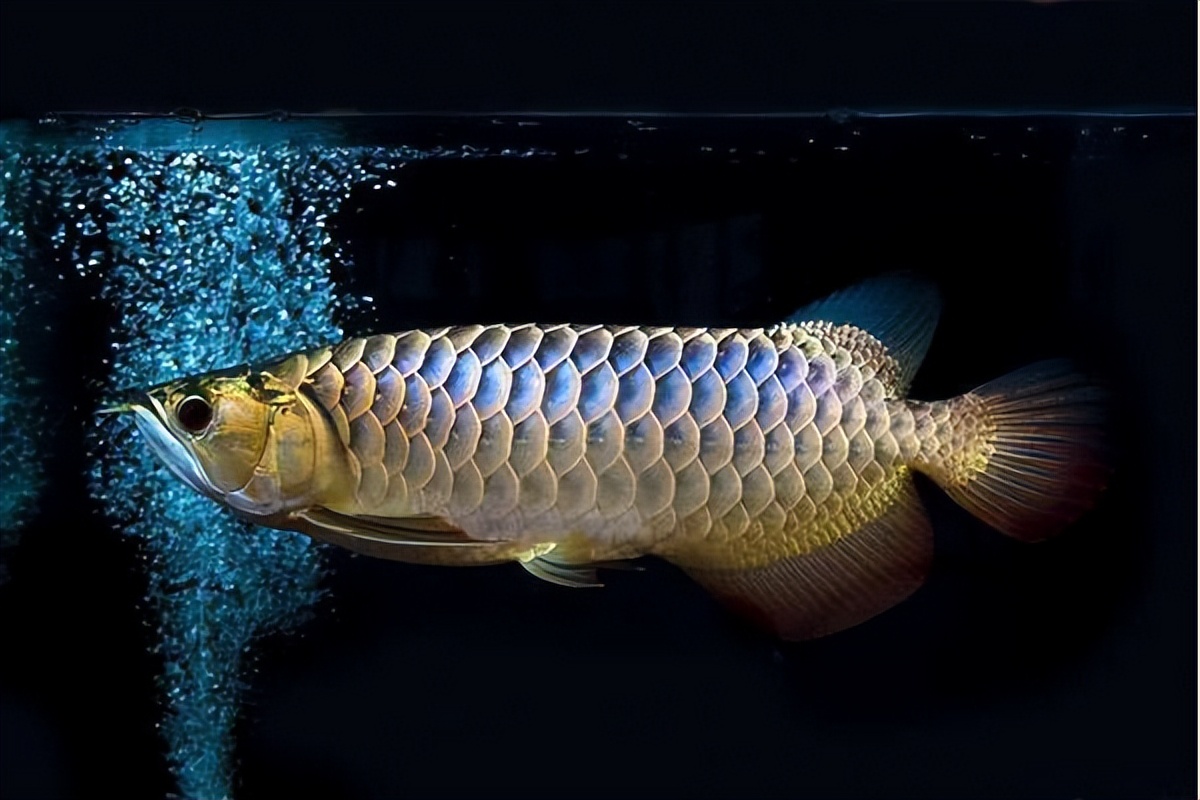 龙鱼不吃饲料怎么办,龙鱼缸放了清道夫龙鱼不吃食