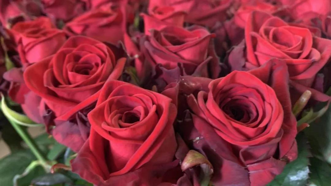 今年情人节鲜花价格会不会上涨,国外鲜花价格受到什么影响