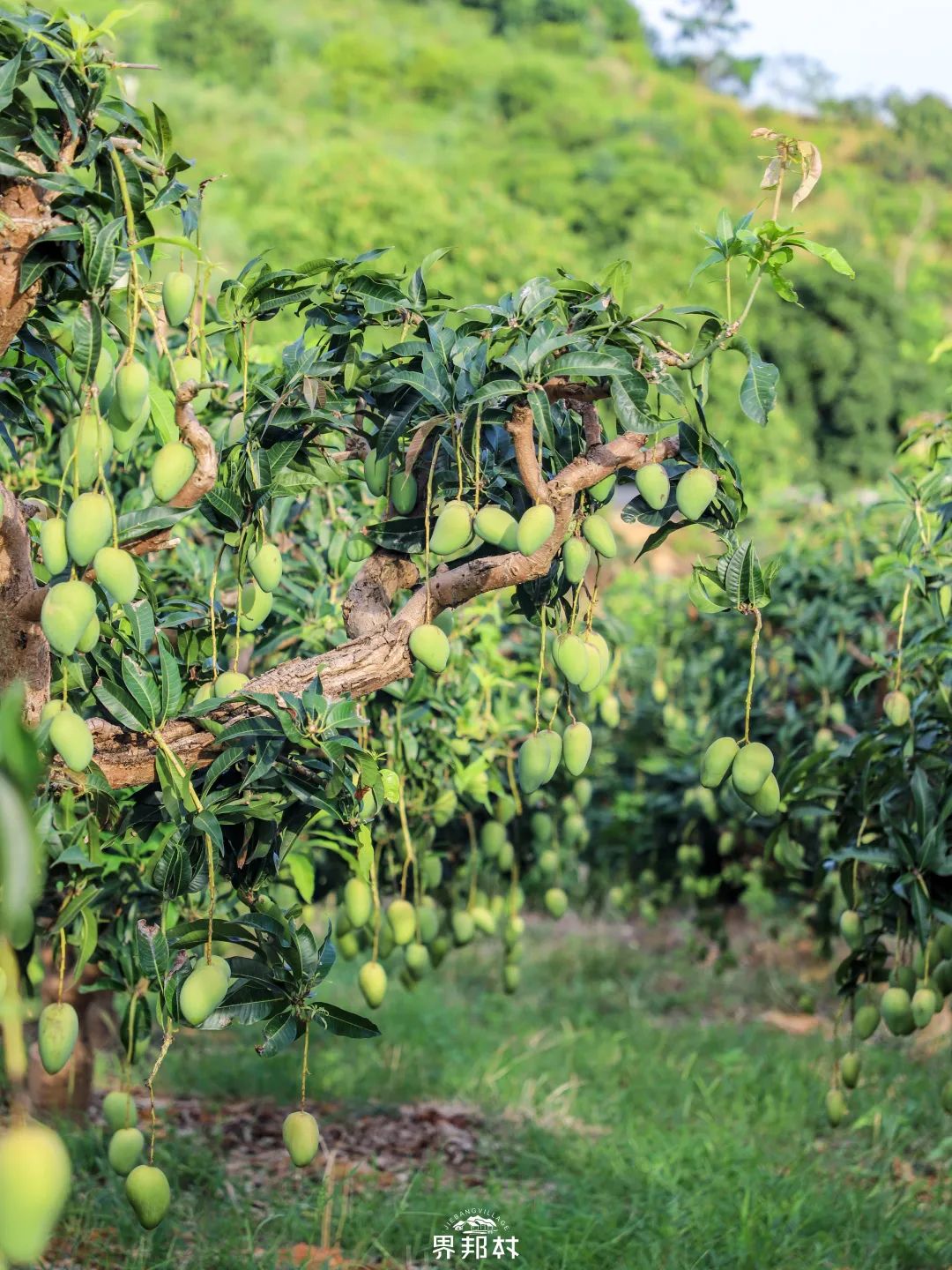 几月最适合吃什么水果,最适合七月吃的水果是什么