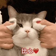 养猫不能放蟑螂药怎么办,养猫不能用的驱蚊方法