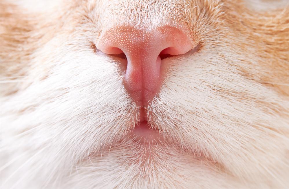 猫咪的4个特点养猫的朋友们须知 (猫咪小知识养猫更放心)