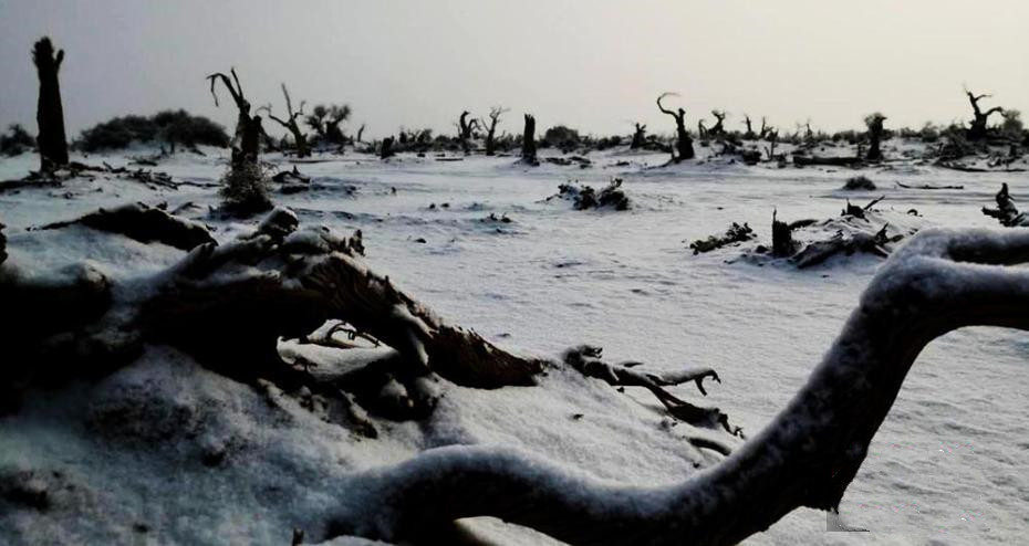 来自塔里木《塔河文苑》：睡着的胡杨