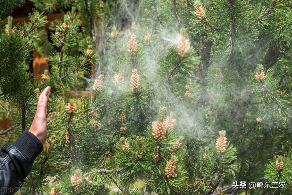 广州原汁原味的松花粉多少钱一斤,松花粉多少钱一斤正宗的松花粉