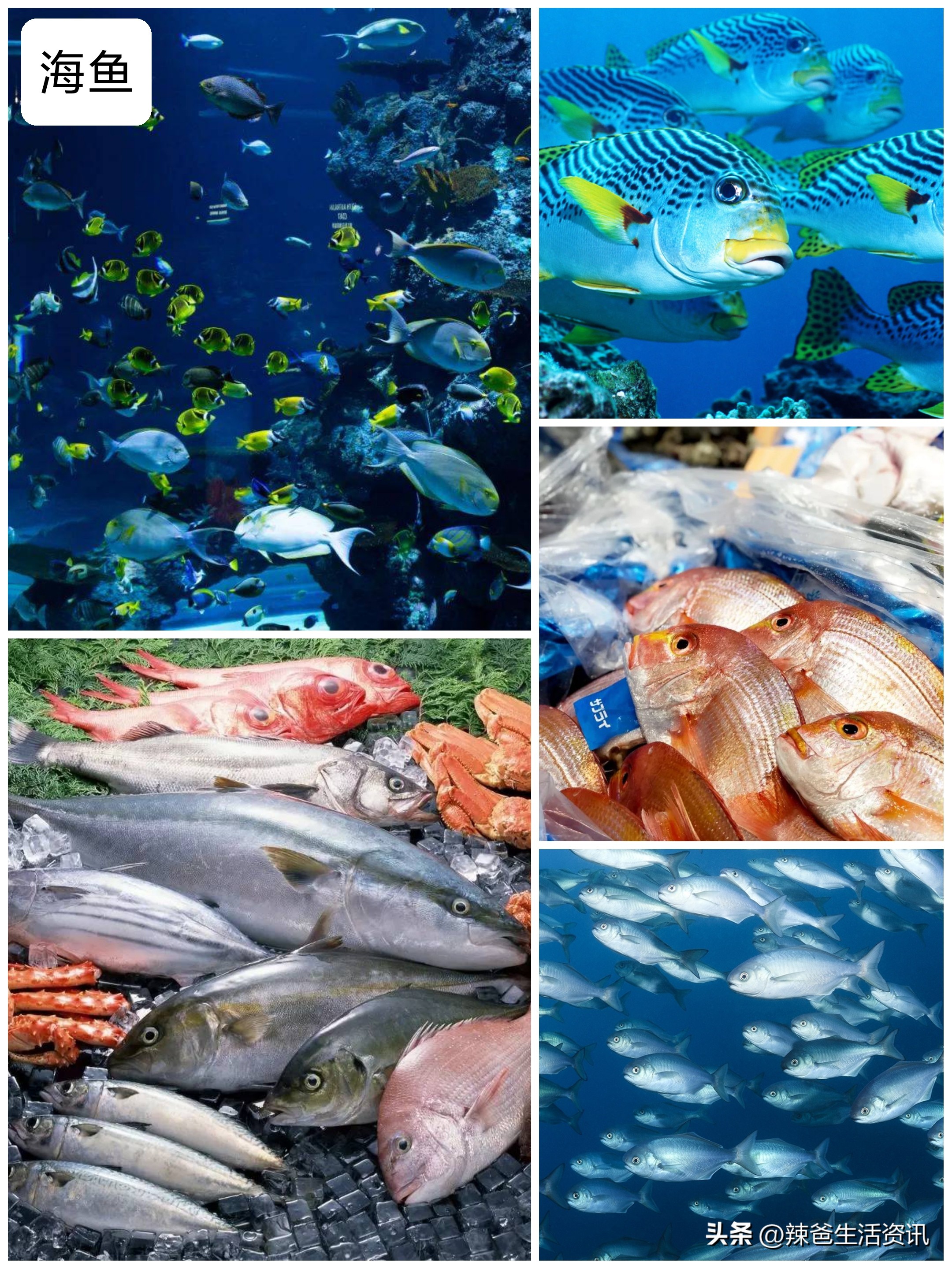 十种美味海鱼干净便宜的海鱼名字,比较好吃又便宜的海鱼有哪些