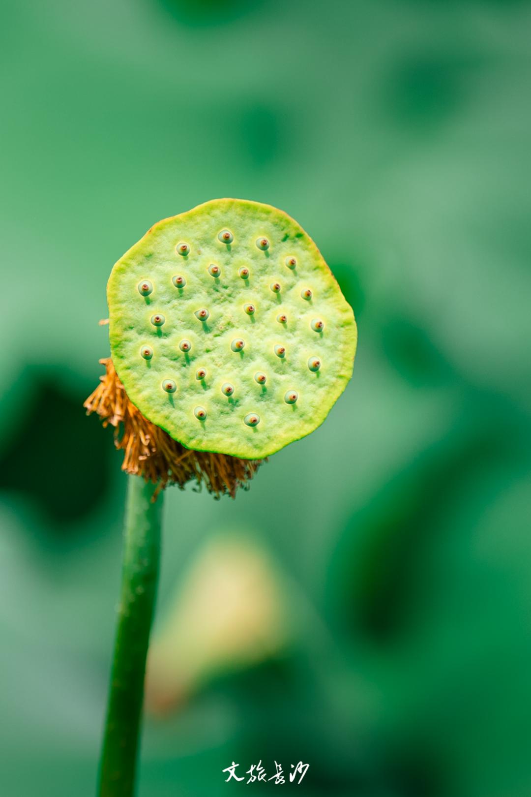长沙赏秋去哪里,长沙第一波赏荷地图