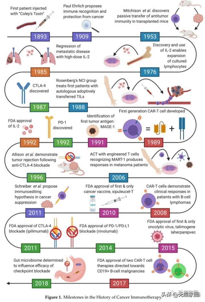 CAR-T疗法全球首例,car-t疗法和nk疗法