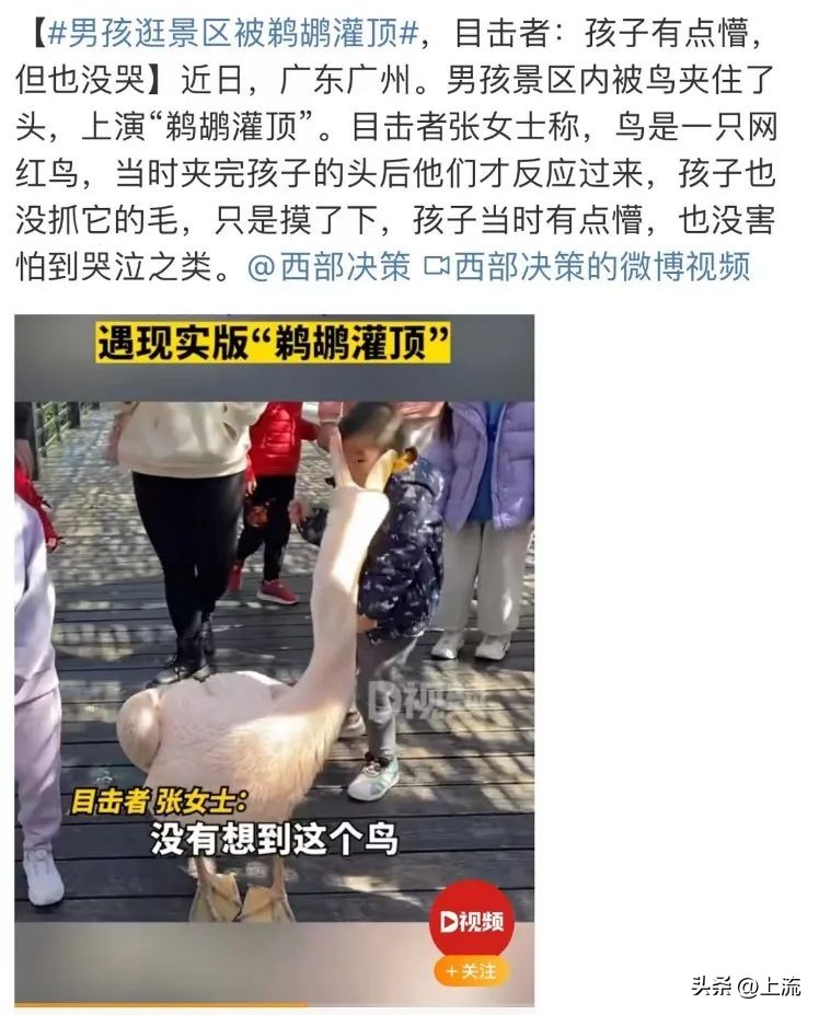 男孩景区遭鹈鹕灌顶,男孩被醍醐灌顶在什么景区