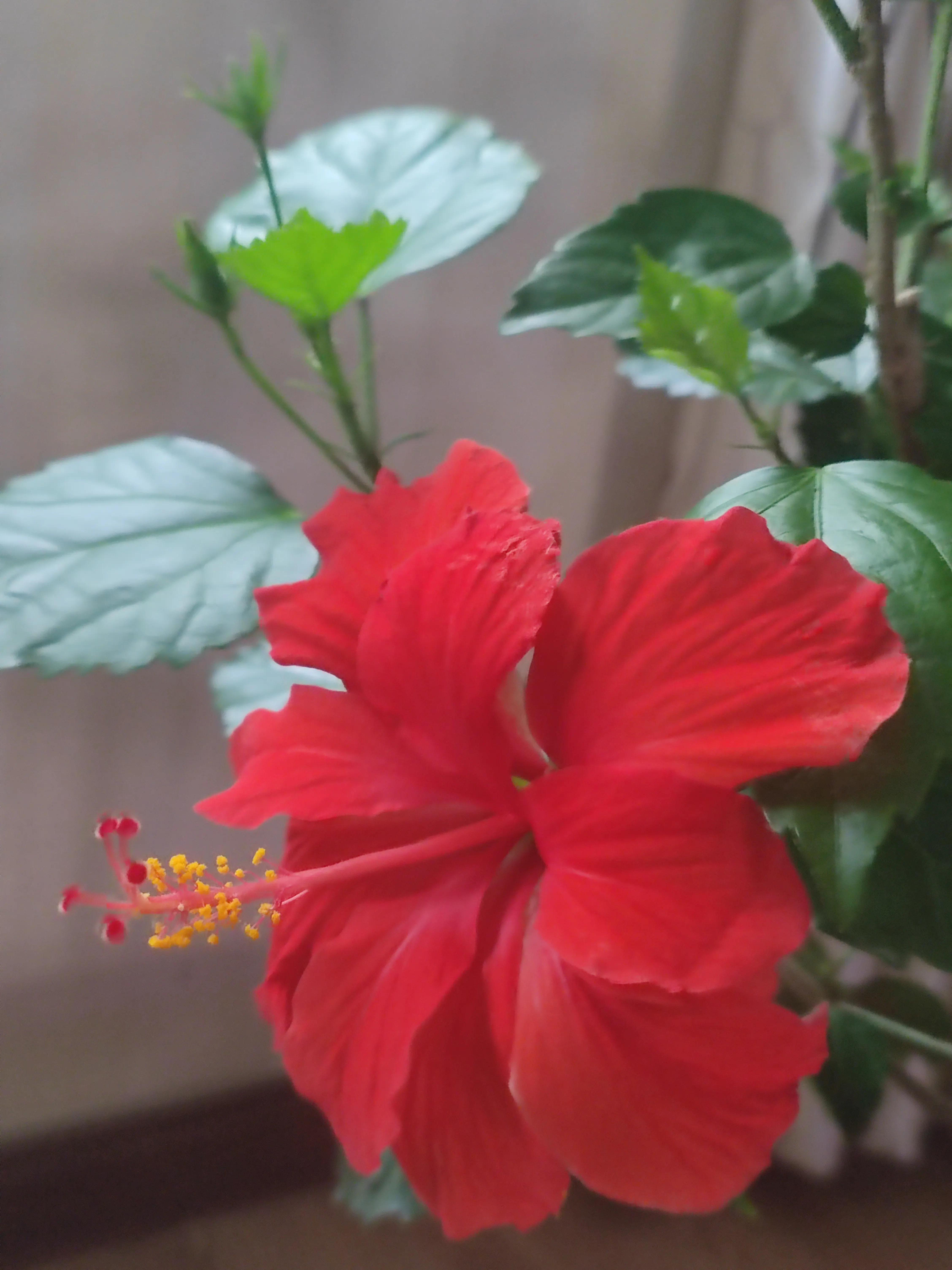 四季花开大花浓香型,奚秀兰演唱四季花开