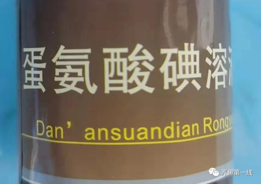 细菌性败血症鱼怎么治,淡水鱼败血症治疗