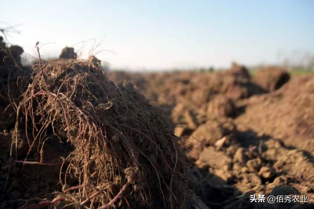 种植中药材前景最好的前十名,目前什么中药材种植前景好收益高