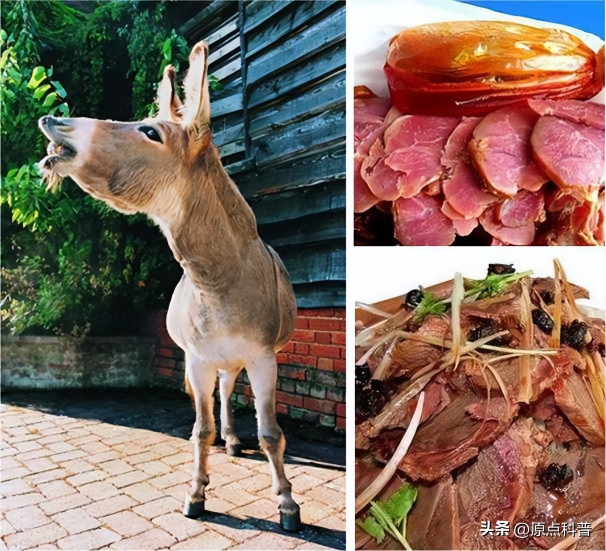 中国十禁名菜,十道禁忌名菜