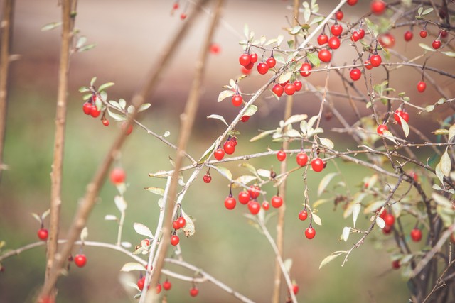 乡土散文消失的村庄,乡土散文朗诵
