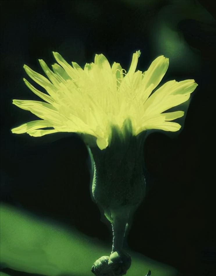蓝珍珠花岗岩台阶,防滑槽花岗岩台阶