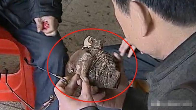 考古挖古墓挖出来自己的先人,考古学家挖古墓发现是自己家祖坟