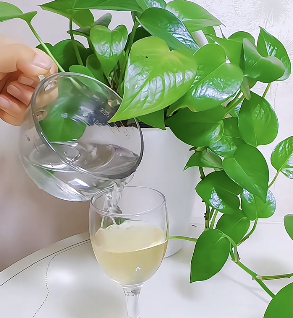 3种花耐旱又耐晒,5种花叶子不能喷水一喷就全烂了