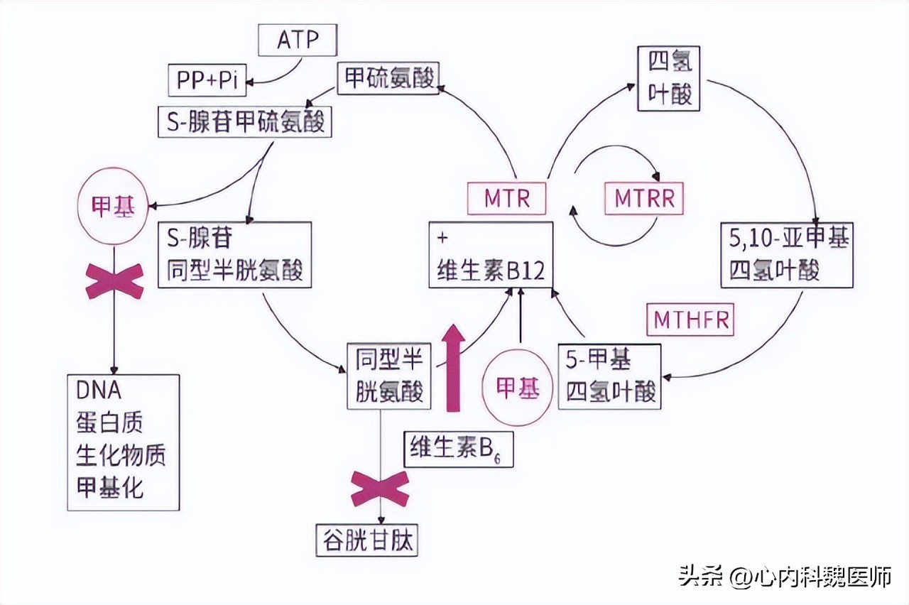叶酸0.8毫克长期服用有副作用吗,高血压长期吃叶酸有副作用吗