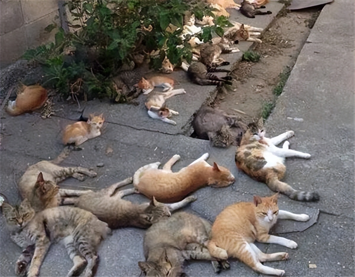 市场上的假羊肉串是用什么冒充的,老鼠冒充羊肉串