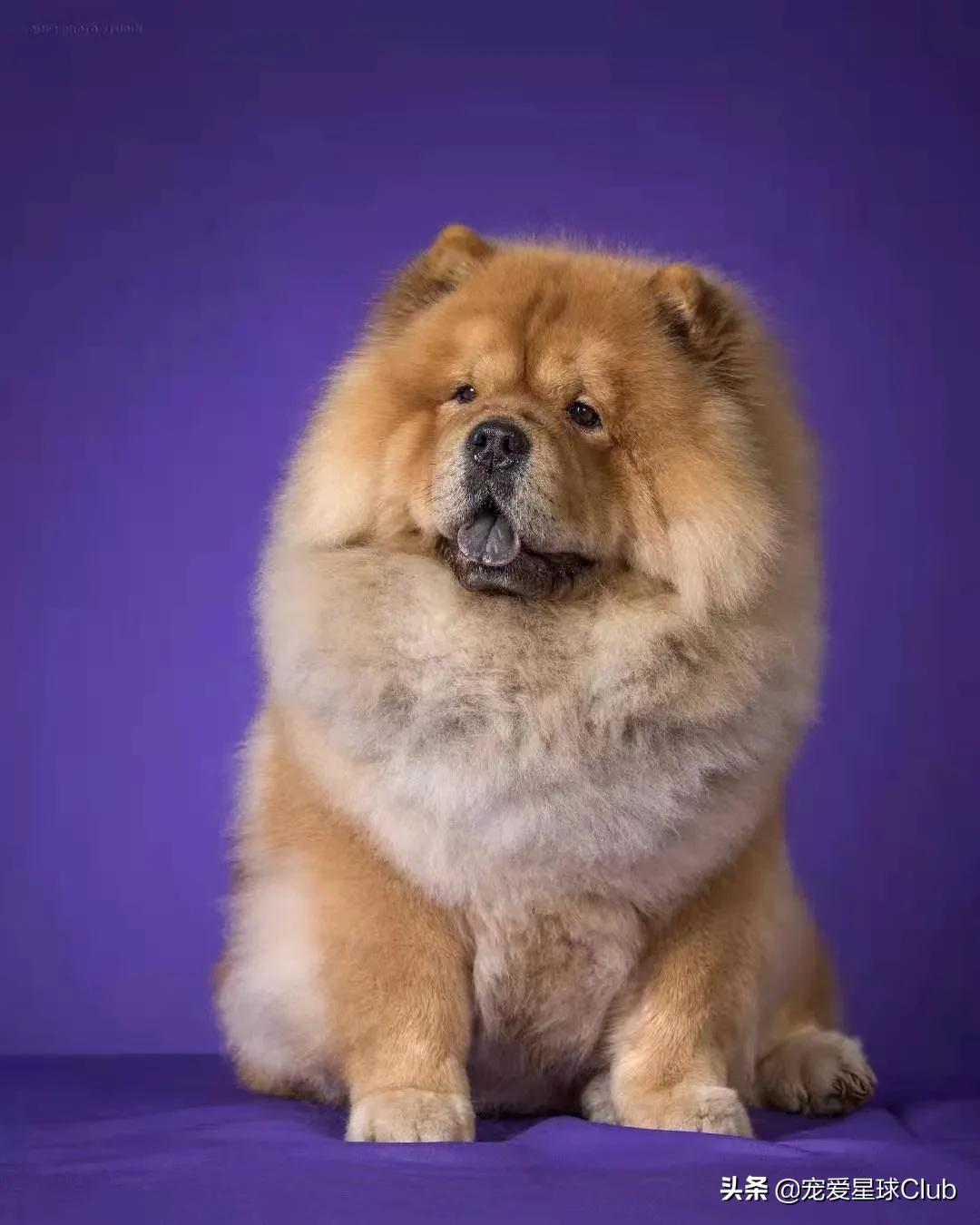 松狮犬是大型犬吗,熊仔松狮犬