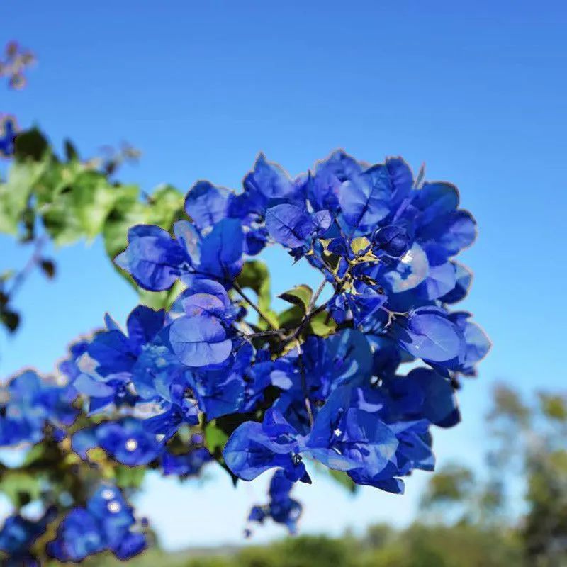 秋季如何买花适合买什么花,买花最容易忽略的花是什么