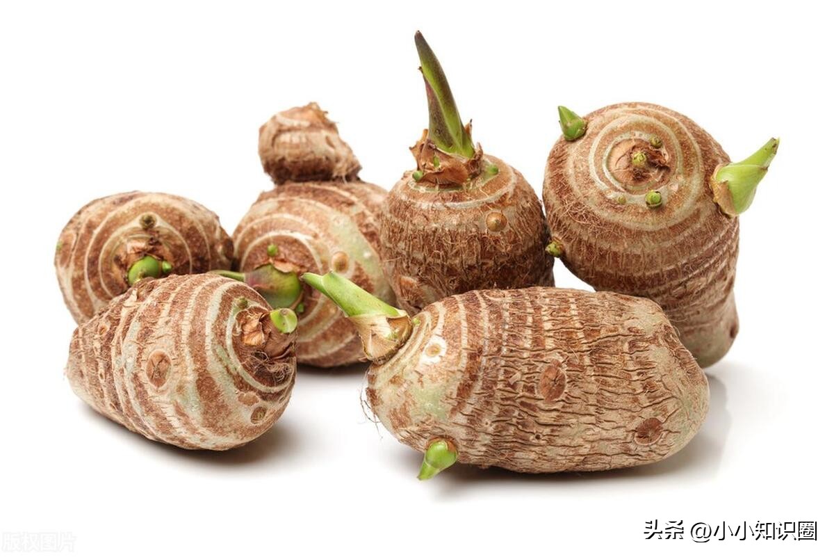 蚂蚁庄园今日答案腰果,蚂蚁庄园今日答案图片