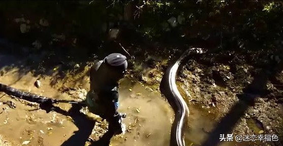 福建一工地挖出“冬眠”蟒蛇,一工地挖出“冬眠”蟒蛇