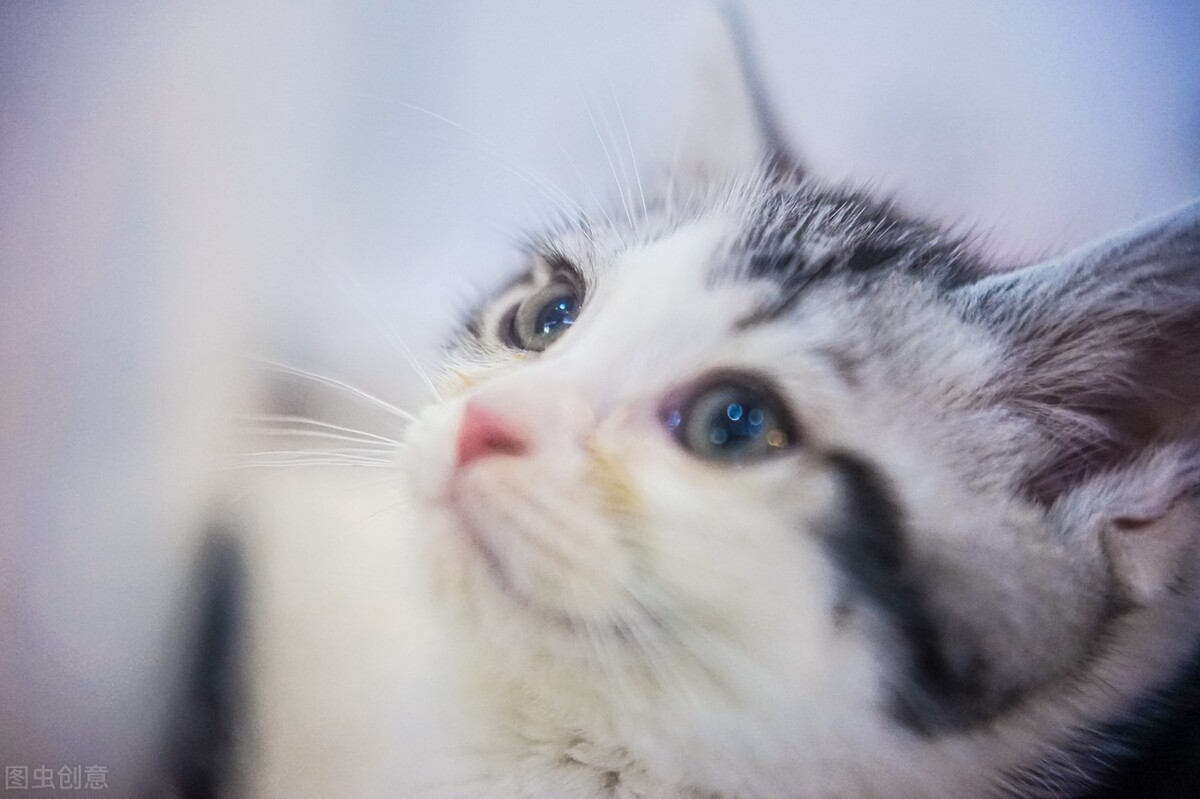 宠物赛道私域变现,宠物赛道私域线上怎么引流