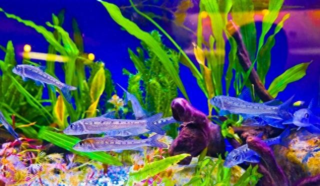 鱼缸下面四通渗水怎么办,古法养鱼缸渗水怎么解决