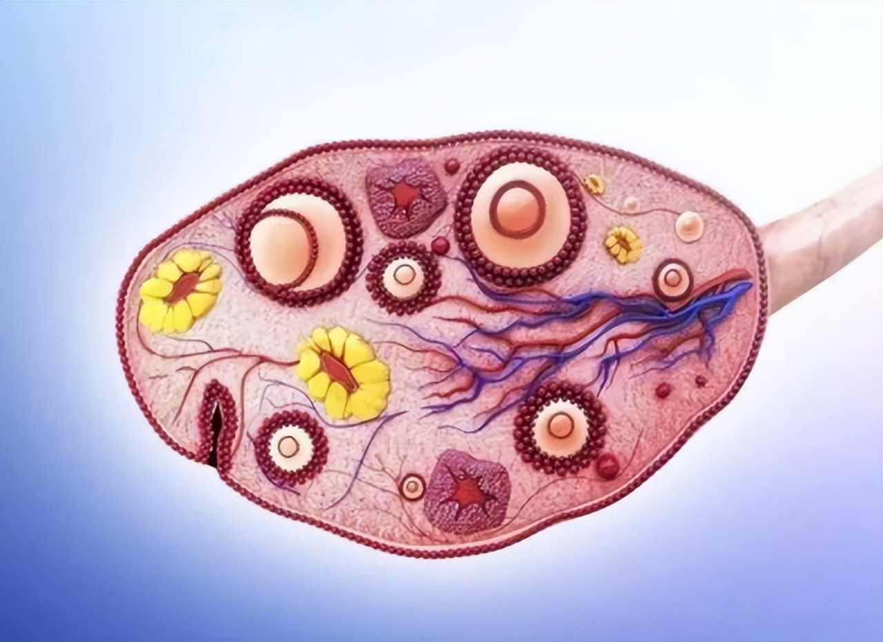 黄体破裂要住院几天,黄体囊肿破裂的原因