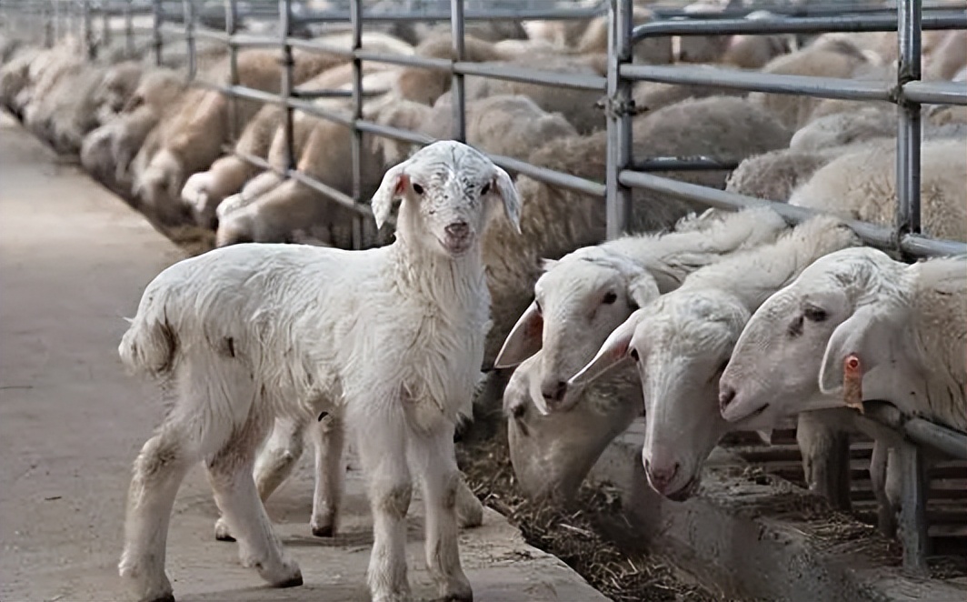 尸体药水泡海鲜，“色素”鸡蛋再现，315未曝光的菜场内幕太吓人