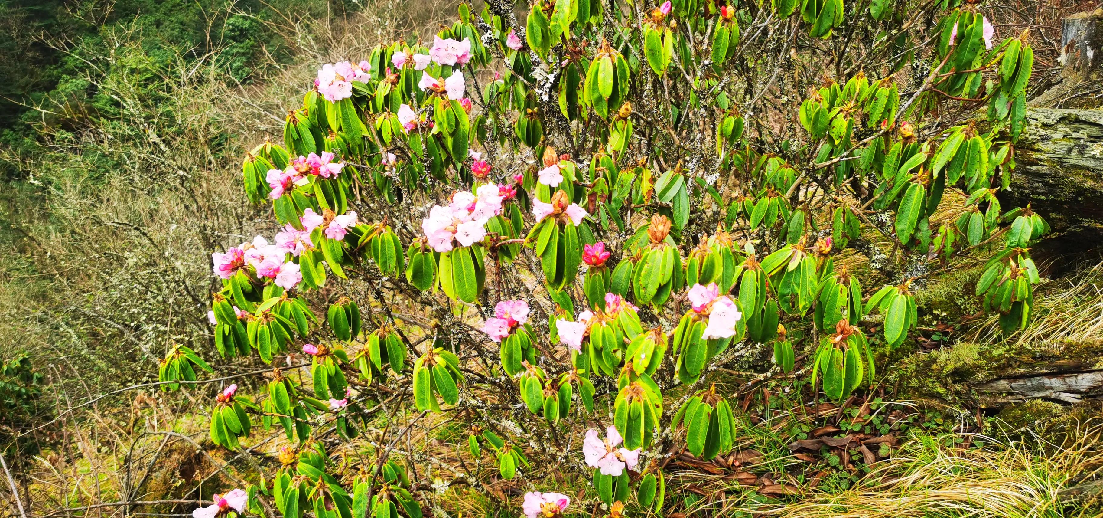 中国百慕大黑竹沟了解一下,中国百慕大黑竹沟近期气温