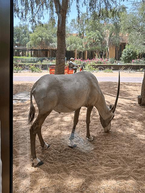阿联酋丽思卡尔顿,阿联酋野奢帐篷
