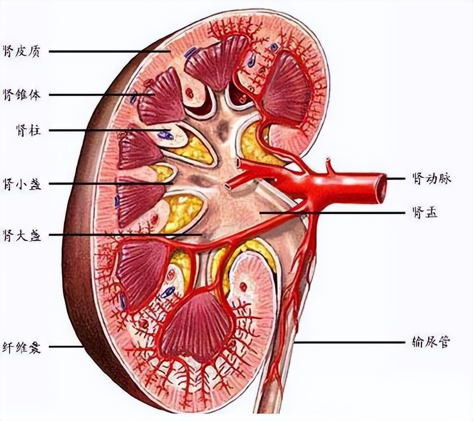 多吃三白对肾的危害,警惕肾不好要远离这三红食物
