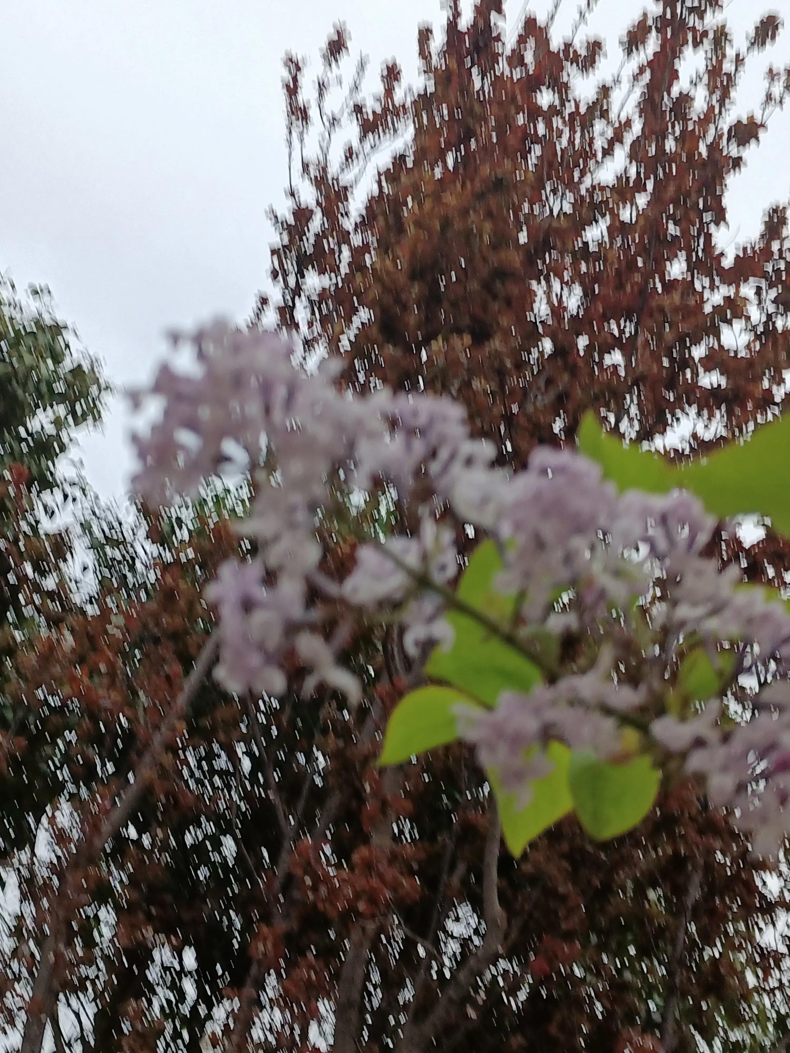 绱犻泤鐨勪竵棣欒姳,椋橀鐨勪竵棣欒姳