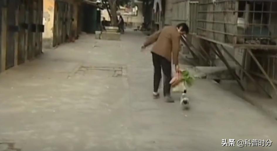 13年广西发现神奇鸭子，只给美女按摩能懂人话，禁提“煲汤”二字